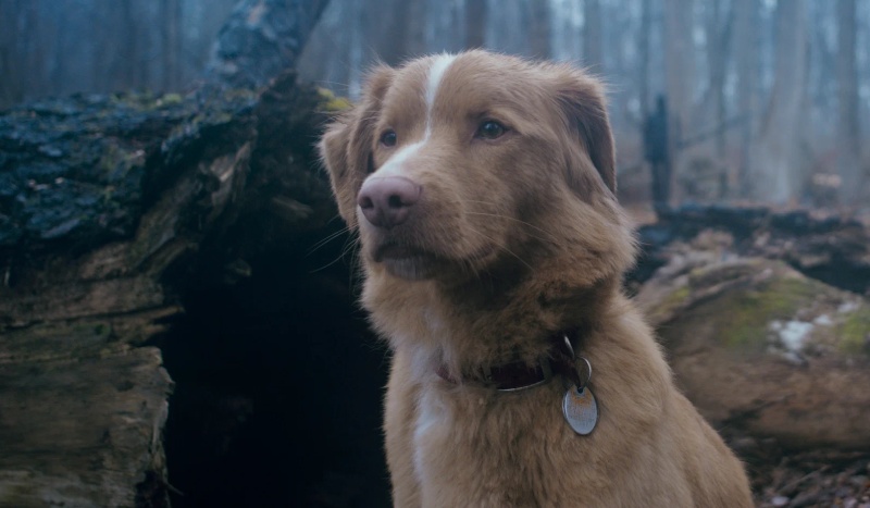 глазами пса смысл