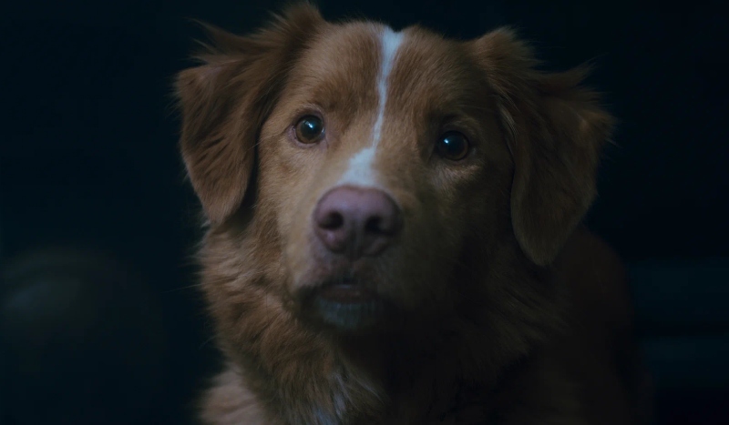 глазами пса объяснение концовки