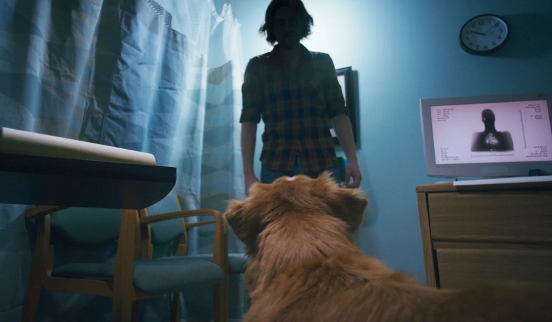 глазами пса суть