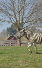 Bobby Lovgren Bobby Lovgren