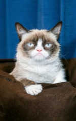 Сердитый кот